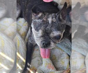 Pug-Unknown Mix Dogs for adoption in San Antonio, TX, USA