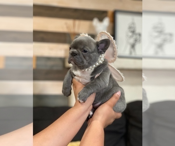Medium Photo #8 French Bulldog Puppy For Sale in ESCONDIDO, CA, USA