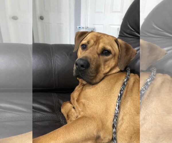 Medium Photo #15 Labrador Retriever-Unknown Mix Puppy For Sale in Pompano Beach , FL, USA