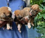 Litter of 12 - Male(s) and Female(s) BoxerLitter of Puppies for Sale - Photo #2