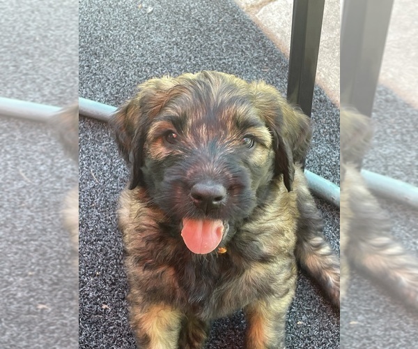 Medium Photo #3 Saint Berdoodle Puppy For Sale in ELK RIVER, MN, USA
