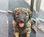 Small #2 Saint Berdoodle