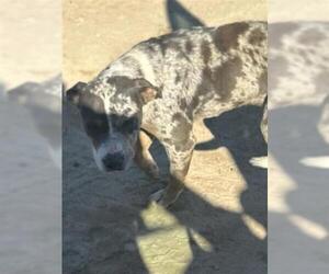 Mutt Dogs for adoption in Houston, TX, USA