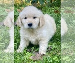 Small #2 Golden Retriever