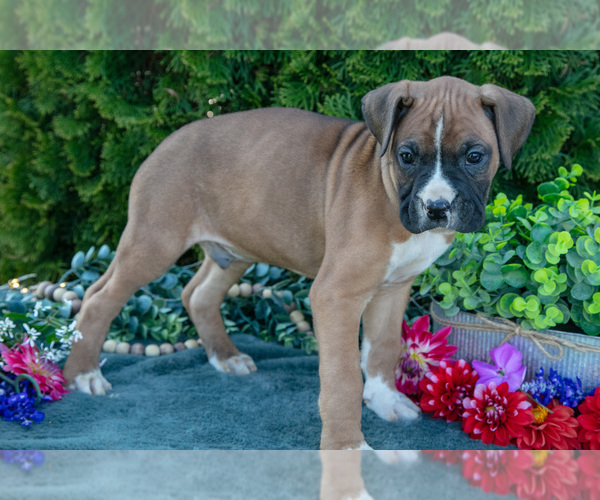 Medium Photo #16 Boxer Puppy For Sale in SHILOH, OH, USA