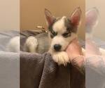 Small Photo #6 Siberian Husky Puppy For Sale in TRIMBLE, MO, USA