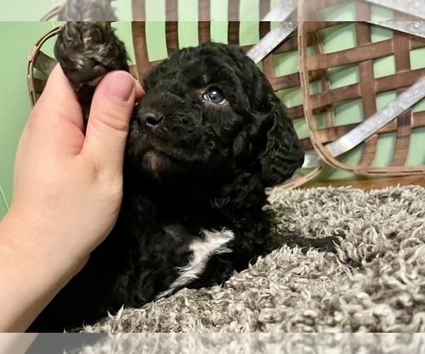 Medium Photo #11 Labradoodle-Poodle (Standard) Mix Puppy For Sale in MIDDLESEX, NC, USA