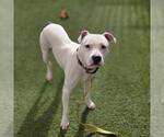 *ZIPADEEDOODAH - Male Mutt Dog for Adoption - Small photo