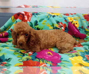 Poodle (Toy) Dogs for adoption in York, SC, USA