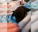Small #2 Poodle (Toy)