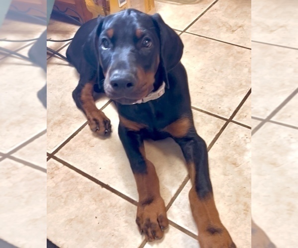 Medium Photo #7 Doberman Pinscher Puppy For Sale in SUMMERFIELD, NC, USA
