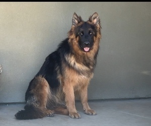 Mother of the German Shepherd Dog puppies born on 07/11/2025