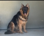 Small Photo #1 German Shepherd Dog Puppy For Sale in PINON HILLS, CA, USA