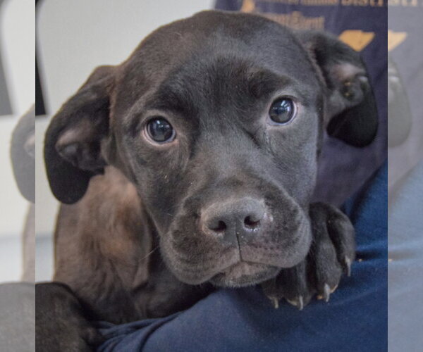 Medium Photo #6 American Staffordshire Terrier-Unknown Mix Puppy For Sale in Huntley, IL, USA