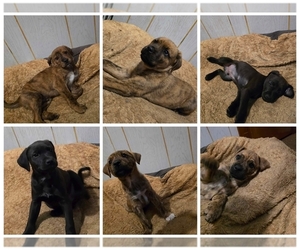Borador Puppy for sale in Minstrel Island, British Columbia, Canada
