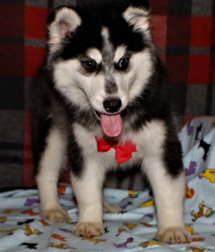 Medium Photo #1 Pomsky Puppy For Sale in MILLERSBURG, OH, USA