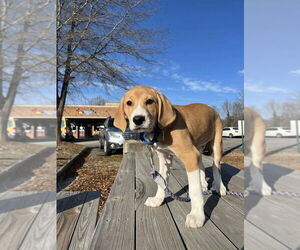 Mutt Dogs for adoption in Candler, NC, USA