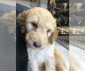Goldendoodle-Poodle (Standard) Mix Puppy for sale in SILVERTON, OR, USA