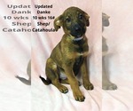 Small #3 Catahoula Leopard Dog Mix