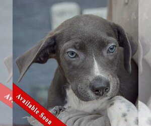 Mutt Dogs for adoption in Huntley, IL, USA
