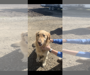 Golden Retriever Dogs for adoption in STANBERRY, MO, USA