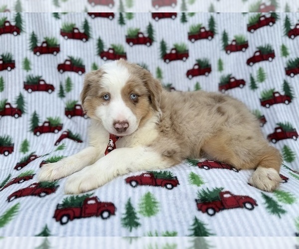 Medium Photo #3 Miniature Australian Shepherd Puppy For Sale in LAKELAND, FL, USA