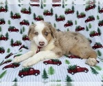 Small #2 Miniature Australian Shepherd