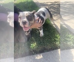 Small Photo #1 American Bully Puppy For Sale in COLLEGE PARK, MD, USA
