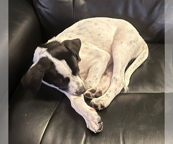 Medium Photo #5 Pointer-Unknown Mix Puppy For Sale in Minneapolis, MN, USA