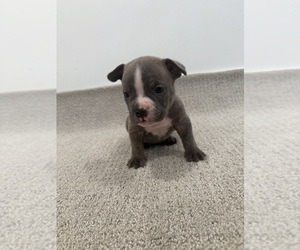 Medium American Bully