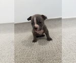 Puppy 1 American Bully