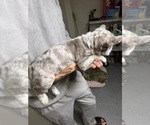 Mimi - Female French Bulldog Puppy for Sale - Photo #3