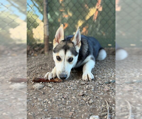 Medium Photo #1 Siberian Husky Puppy For Sale in Santa Barbara, CA, USA