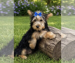 Mutt Dogs for adoption in Bon Carbo, CO, USA