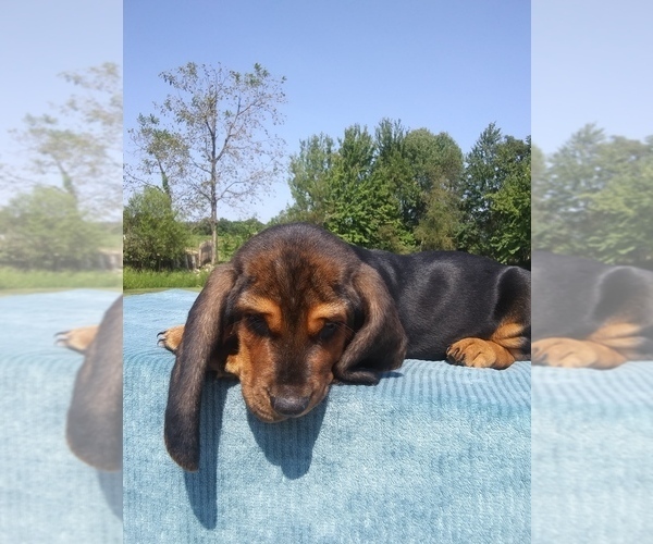 Medium Photo #21 Basset Hound Puppy For Sale in PETERSBURG, IN, USA