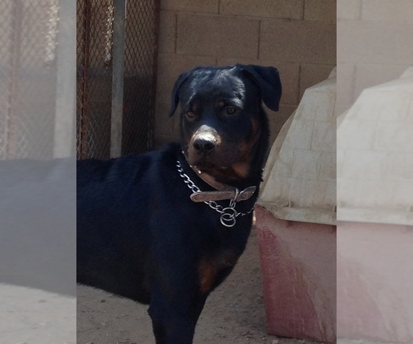Medium Photo #1 Rottweiler Puppy For Sale in SCOTTSDALE, AZ, USA