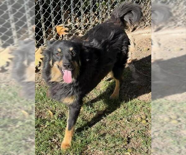 Medium Photo #1 Australian Shepherd-Unknown Mix Puppy For Sale in Riverside, CA, USA