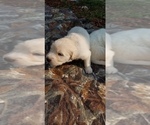 Small Photo #12 Golden Pyrenees-Great Pyrenees Mix Puppy For Sale in RAVENNA, MI, USA