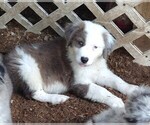 Small Photo #12 Australian Shepherd-Great Pyrenees Mix Puppy For Sale in RIDGELAND, SC, USA