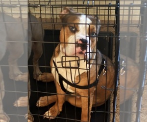 American Bully Puppy for sale in DE WITT, NY, USA