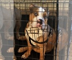 Small American Bully