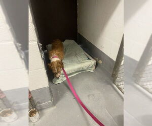 - Mix Dogs for adoption in Fremont, CA, USA