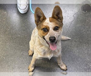 Mutt Dogs for adoption in Redwood City, CA, USA