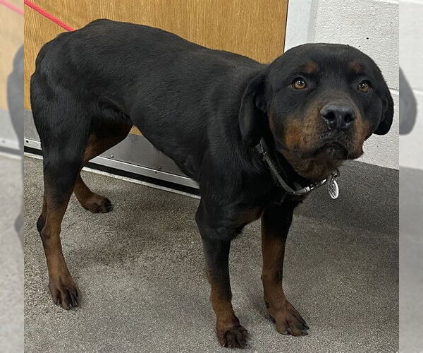 Medium Photo #1 Rottweiler Puppy For Sale in Forestville, MD, USA