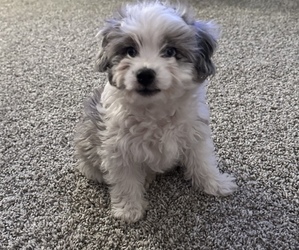 Aussiedoodle Puppy for sale in FLORENCE, AZ, USA