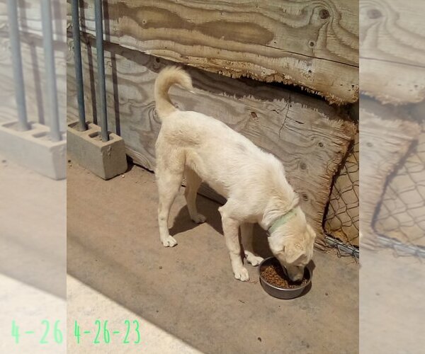 Medium Photo #1 Mutt Puppy For Sale in Apple Valley, CA, USA