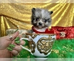 Small #28 Pomeranian