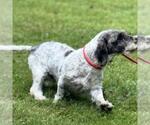Small #3 Mutt