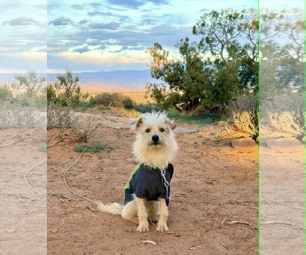 Medium Photo #2 Mutt Puppy For Sale in Sandy, UT, USA