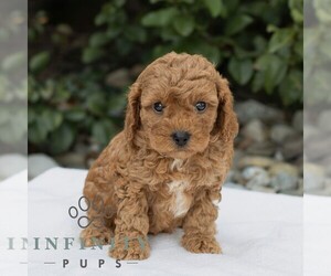 Cavapoo Puppy for sale in BIRD IN HAND, PA, USA